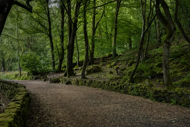 A quiet trail winding through green woodland